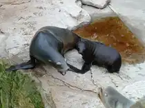 Kalifornische Seel�wen. (Zalophus californianus) Das Jungtier wurde mit drei anderen Jungtieren zwischen dem 8. Juni und 22. Juni 2013 geboren. Die Jungtiere sind f�r ca. 6 Monate auf die Milch der M�tter angewiesen. Erst danach wird feste Nahrung aufgenommen. Das Muttertier verschafft sich hier, mit lautem Bellen, etwas Respeckt gegen�ber einem St�rer. Foto:Zoologischer Garten Berlin, 15.09.2013 