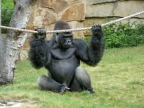 Mnnlicher Gorilla. Ein Menschenaffe. Frage: Wodurch bekommt man diese gewaltigen Muskeln? Natrlich durch.......s. Bild #14340. Foto: Zoologischer Garten Berlin, Juli 2013