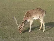 Ein Hirsch beim Fressen in F�rstenwalde, 2005