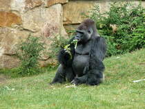 Antwort auf die Frage von Bild# 14339: .....Natrlich durch Gemse! Gorillas sind reine Pflanzenfresser. Foto:Zoologischer Garten Berlin, August 2013