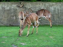 Nyala (Tragelaphus angasi) aus den Busch- und Waldgebieten Sdostafrikas. Starke Geschlechtsunterschiede. Hier die zierlichen weiblichen Tiere. Foto:Zoologischer Garten Berlin, August 2013