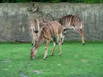 Nyala (Tragelaphus angasi) aus den Busch- und Waldgebieten S�dostafrikas. Starke Geschlechtsunterschiede. Hier die zierlichen weiblichen Tiere. Foto:Zoologischer Garten Berlin, August 2013