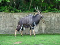 Nyala (Tragelaphus angasi) aus den Busch- und Waldgebieten Sdostafrikas. Starke Geschlechtsunterschiede. Hier das krftige mnnliche Tier. Foto:Zoologischer Garten Berlin, August 2013