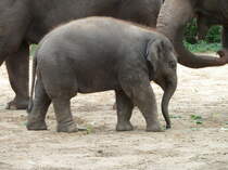  Anchali  das kleine asiatische Elefantenmdchen im Berliner Zoologischen Garten. Das Tier hat sich whrend des Sommers sehr gut entwickelt. Foto:September 2013 