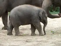  Anchali  das kleine asiatische Elefantenm�dchen im Berliner Zoologischen Garten. Das Tier hat sich w�hrend des Sommers sehr gut entwickelt. Foto:September 2013 