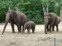  Anchali  das kleine asiatische Elefantenmdchen im Berliner Zoologischen Garten zwischen ihrer Mutter  Pang Pha  und einer Tante. Das Jungtier hat sich whrend des Sommers sehr gut entwickelt. Foto:September 2013 