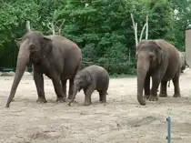  Anchali  das kleine asiatische Elefantenm�dchen im Berliner Zoologischen Garten zwischen ihrer Mutter  Pang Pha  und einer Tante. Das Jungtier hat sich w�hrend des Sommers sehr gut entwickelt. Foto:September 2013 