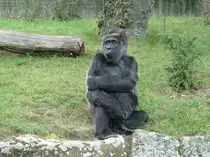 Gorilla (Menschenaffe). Irgendwie menschlich....Foto:September 2013