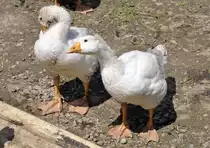 G�nse in einem Gatter am Flu�ufer der Elz in Monreal - 28.05.2013