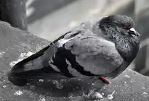 Taube auf dem Nikolaiturm in luftiger H�he - Hamburg 13.07.2013