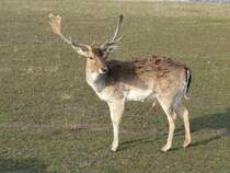 Stolz prsentiert dieser Hirsch sein Geweih. Bei Frstenwalde, 2005