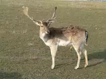 Stolz pr�sentiert dieser Hirsch sein Geweih. Bei F�rstenwalde, 2005