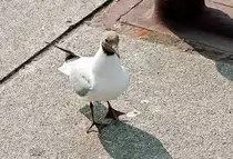 M�we am Rathausmarkt in Hamburg - 13.07.2013