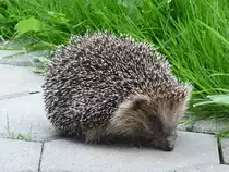 Noch etwas verschlafen wanderte dieser Igel �ber den Gartenweg; 13.5.12