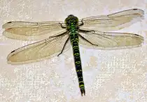 Blaugr�ne Mosaikjungfer (Gro�libelle) hat sich ins Wohnzimmer verirrt - 28.08.2013