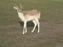 Junger Hirsch bei F�rstenwalde, 2005