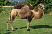 Kamel auf einer Weide bei Euskirchen - 03.09.2013