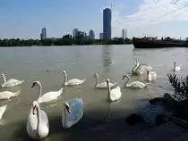 Schw�ne(Cygnini) in der Donau bei Wien; 130829