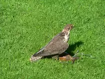 Ein Lannerfalke auf der Adlerwarte am Pf�nder (bei Bregenz), 2005