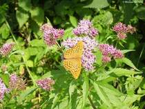 Ein Kaisermantel - gesehen im Lochbachtal im Oberallgu bei Oberstdorf-Tiefenbach (Sommer 2009)