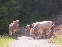 Kein Durchkommen auf dem Panoramaweg auf der Hrnergruppe oberhalb vom Illertal (Landkreis Oberallgu, Sommer 2009) durch dieses Allguer Braunvieh!