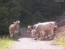 Kein Durchkommen auf dem Panoramaweg auf der H�rnergruppe oberhalb vom Illertal (Landkreis Oberallg�u, Sommer 2009) durch dieses Allg�uer Braunvieh!