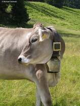 Allguer Braunvieh auf der Hrnergruppe (Landkreis Oberallgu, Sommer 2009)