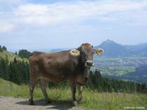 Allguer Braunvieh auf der Hrnergruppe mit Sonthofen und Grnten im Hintergrund (Landkreis Oberallgu, Sommer 2009)