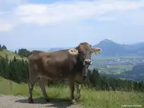 Allg�uer Braunvieh auf der H�rnergruppe mit Sonthofen und Gr�nten im Hintergrund (Landkreis Oberallg�u, Sommer 2009)