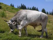 Allguer Braunvieh auf der Hrnergruppe (Landkreis Oberallgu, Sommer 2009)