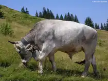 Allg�uer Braunvieh auf der H�rnergruppe (Landkreis Oberallg�u, Sommer 2009)