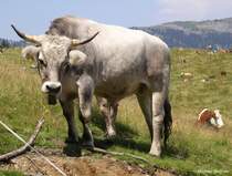 Allguer Braunvieh auf der Hrnergruppe (Landkreis Oberallgu, Sommer 2009)