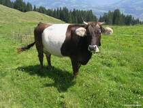 Allguer Braunvieh auf der Hrnergruppe (Landkreis Oberallgu, Sommer 2009)