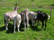 Diese Allguer Klber interessieren sich nicht fr den Fotografen - gesehen auf der Hrnergruppe (Landkreis Oberallgu - Sommer 2009)