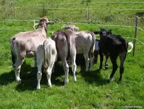 Diese Allg�uer K�lber interessieren sich nicht f�r den Fotografen - gesehen auf der H�rnergruppe (Landkreis Oberallg�u - Sommer 2009)