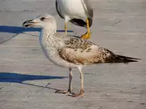 M�we (Larus) hat einen Leckerbissen im Hafen von Biograd gefundenen; 130423