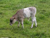 Bullen-Klbchen der alten Rasse  Allguer Original Braunvieh  im  Schwbischen Bauernhofmuseum  Illerbeuren (Landkreis Unterallgu, Sommer 2008)