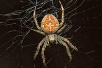 Eine scheinbar lchelnde Spinne in ihrem Netz. - 07.10.2013