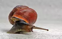 Vettel...? Wer bitte ist Vettel?