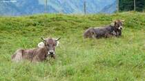 Allguer Braunvieh im Stillachtal unweit der Talstation der Nebelhornbahn (sdlich Oberstdorf im Landkreis Oberallgu, September 2013)