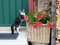 Junge Katze vor einem alten Bauernhof mitten in Oberstdorf (Landkreis Oberallg�u, September 2013)