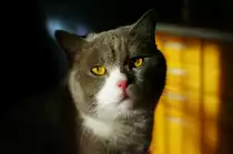 Meine Britische Kater Bert - Portr�t (Bubble Hairy Bears) am 10. 10. 2013. 21 Monate alt.