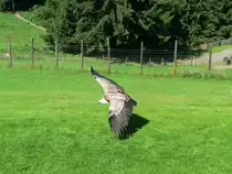 Ein G�nsegeier auf der Adlerwarte am Pf�nder (bei Bregenz), 2005