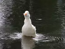 Weisse Stockente(Anas platyrhynchos, sch�ttelt das Wasser aus seinem Gefieder; 131012