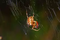 Diese Spinne hat ein Marienk�fer gefangen. - 11.10.2013