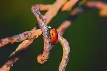 Ein Marienk�fer sonnt sich in der N�he von Spinnenf�den. - 11.10.2013