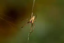 Scheinbar balanciert diese Spinne �ber ihre eigenen F�den. - 11.10.2013