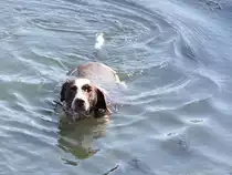  Ein Bad in der Elbe ;090830