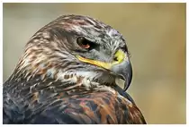 K�nigsbussard