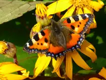 Dieser Schmetterling  Kleiner Fuchs  (Aglais urticae) hat sich auf der Suche nach Nektar auf dieser Bl�te niedergelassen.